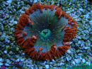 WYSIWYG Phymanthus crucifer (formerly known as Epicystis) 1