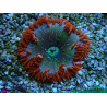 WYSIWYG Phymanthus crucifer (ex : Epicystis) 1