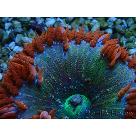 WYSIWYG Phymanthus crucifer (ehemals: Epicystis) 1