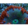 WYSIWYG Phymanthus crucifer (ehemals: Epicystis) 1
