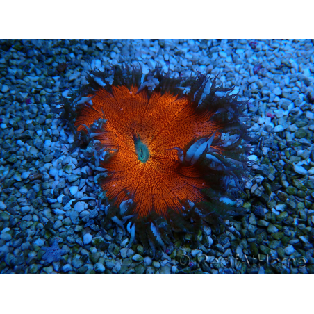 WYSIWYG Phymanthus crucifer (ehemals: Epicystis) 2