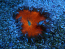 WYSIWYG Phymanthus crucifer (ex : Epicystis) 2