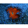WYSIWYG Phymanthus crucifer (ex : Epicystis) 2