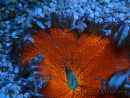 WYSIWYG Phymanthus crucifer (ex : Epicystis) 2