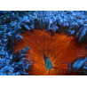 WYSIWYG Phymanthus crucifer (ex : Epicystis) 2