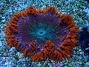 WYSIWYG Phymanthus crucifer (ehemals: Epicystis) 3