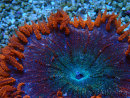 WYSIWYG Phymanthus crucifer (ex : Epicystis) 3