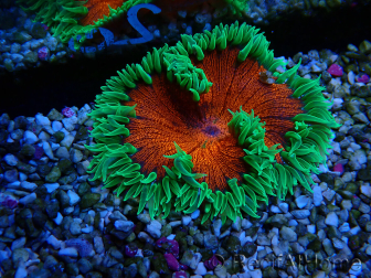 WYSIWYG Phymanthus crucifer (ehemals: Epicystis) 4