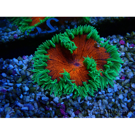 WYSIWYG Phymanthus crucifer (es: Epicystis) 4