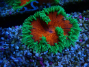 WYSIWYG Phymanthus crucifer (ex : Epicystis) 4