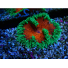 WYSIWYG Phymanthus crucifer (ehemals: Epicystis) 4