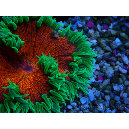 WYSIWYG Phymanthus crucifer (es: Epicystis) 4