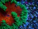 WYSIWYG Phymanthus crucifer (es: Epicystis) 4