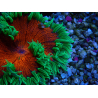 WYSIWYG Phymanthus crucifer (ej: Epicystis) 4