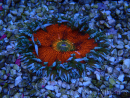 WYSIWYG Phymanthus crucifer (ehemals: Epicystis) 5