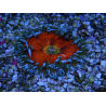 WYSIWYG Phymanthus crucifer (ex: Epicystis) 5