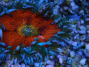 WYSIWYG Phymanthus crucifer (ex : Epicystis) 5