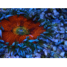 WYSIWYG Phymanthus crucifer (ex: Epicystis) 5