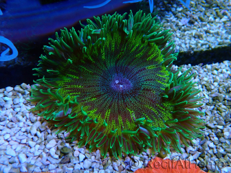 WYSIWYG Phymanthus crucifer (ehemals: Epicystis) 6