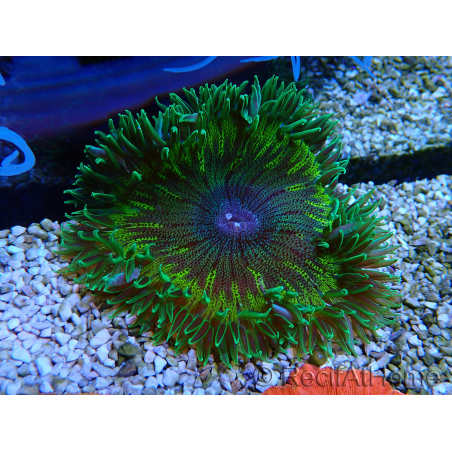WYSIWYG Phymanthus crucifer (ej: Epicystis) 6