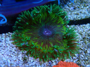 WYSIWYG Phymanthus crucifer (ex : Epicystis) 6