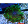 WYSIWYG Phymanthus crucifer (formerly known as Epicystis) 6