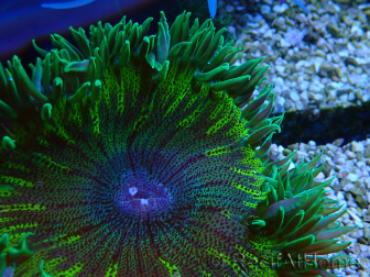 WYSIWYG Phymanthus crucifer (ex : Epicystis) 6
