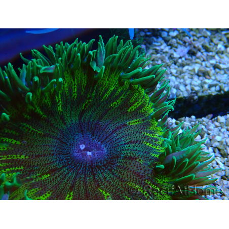 WYSIWYG Phymanthus crucifer (ej: Epicystis) 6