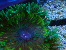 WYSIWYG Phymanthus crucifer (ehemals: Epicystis) 6