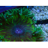 WYSIWYG Phymanthus crucifer (formerly known as Epicystis) 6