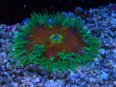 WYSIWYG Phymanthus crucifer (ehemals: Epicystis) 7