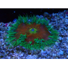 WYSIWYG Phymanthus crucifer (ex: Epicystis) 7