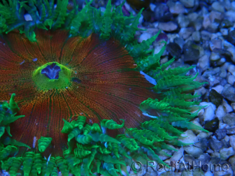 WYSIWYG Phymanthus crucifer (ehemals: Epicystis) 7