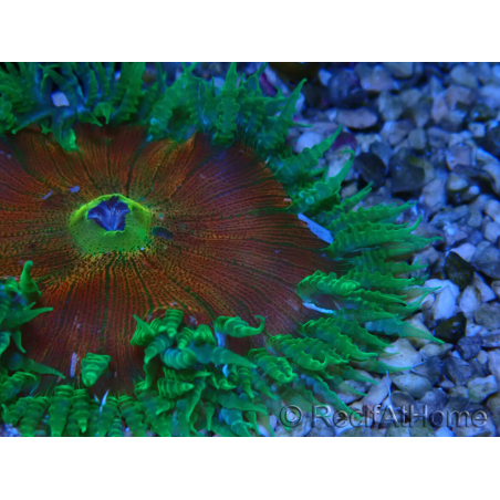 WYSIWYG Phymanthus crucifer (ex: Epicystis) 7