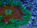 WYSIWYG Phymanthus crucifer (ex: Epicystis) 7