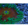 WYSIWYG Phymanthus crucifer (ex: Epicystis) 7