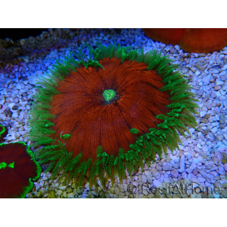 WYSIWYG Phymanthus crucifer (ej.: Epicystis) 8