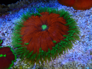 WYSIWYG Phymanthus crucifer (ex : Epicystis) 8