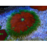WYSIWYG Phymanthus crucifer (ehemals: Epicystis) 8