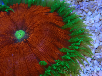 WYSIWYG Phymanthus crucifer (ehemals: Epicystis) 8