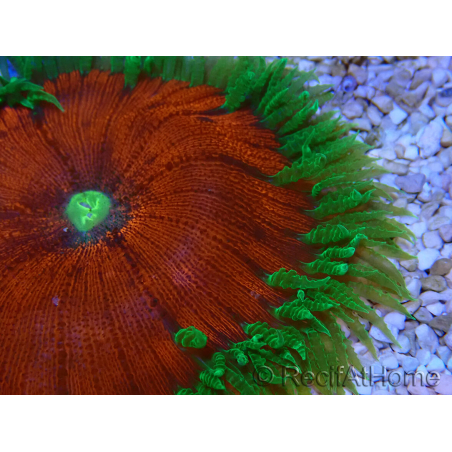 WYSIWYG Phymanthus crucifer (formerly known as Epicystis) 8