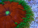 WYSIWYG Phymanthus crucifer (ex : Epicystis) 8