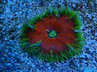 WYSIWYG Phymanthus crucifer (ex: Epicystis) 9