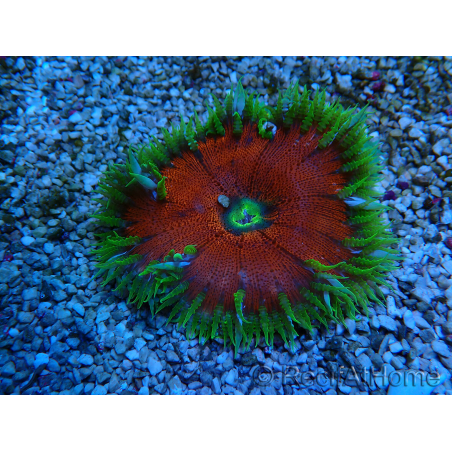 WYSIWYG Phymanthus crucifer (ex: Epicystis) 9