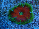 WYSIWYG Phymanthus crucifer (ej.: Epicystis) 9