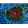 WYSIWYG Phymanthus crucifer (ej.: Epicystis) 9