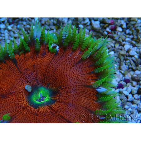 WYSIWYG Phymanthus crucifer (ex: Epicystis) 9