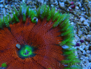 WYSIWYG Phymanthus crucifer (ehemals: Epicystis) 9