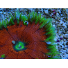 WYSIWYG Phymanthus crucifer (ex: Epicystis) 9