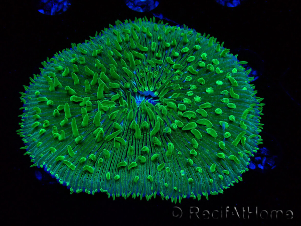 WYSIWYG - RAH Lobactis scutaria Blue/Green Tentacles élevage RAH 7 (5.5 cm)